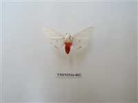 藏品(淨雪燈蛾)的圖片